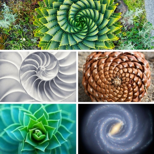 spirals-and-fractals
